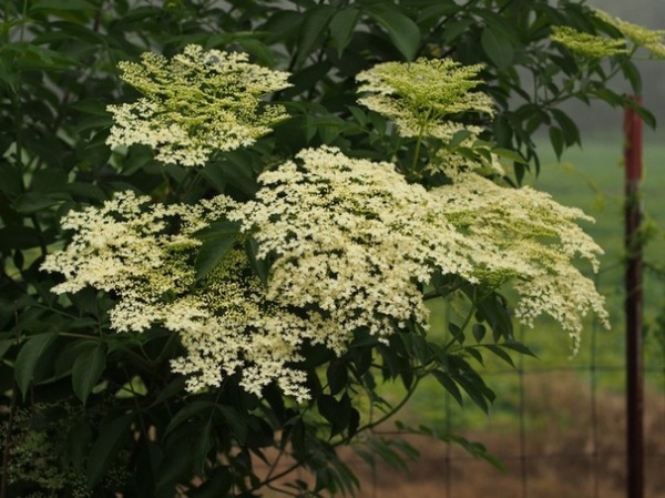 Landscape American Elderberry in Bloom