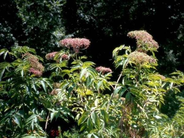 Great Design Plant: Sambucus Nigra