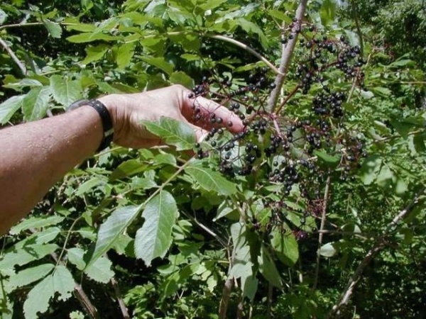 Great Design Plant: Sambucus Nigra