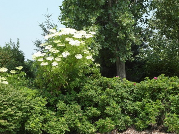 Landscape John's Elderberry