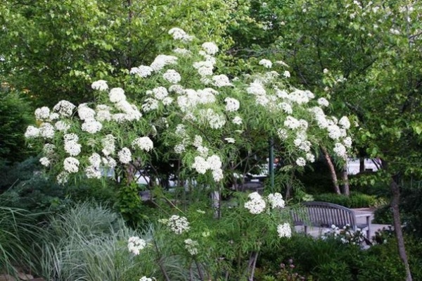 Landscape by Missouri Botanical Garden