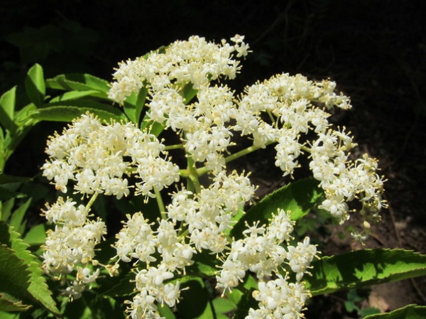 Landscape Sambucus Canadensis