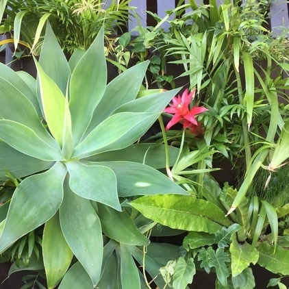 My Houzz: Life On a Verandah in a Classic Queenslander