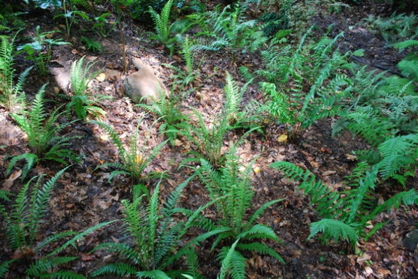 Great Design Plant: Phegopteris Decursive-Pinnata