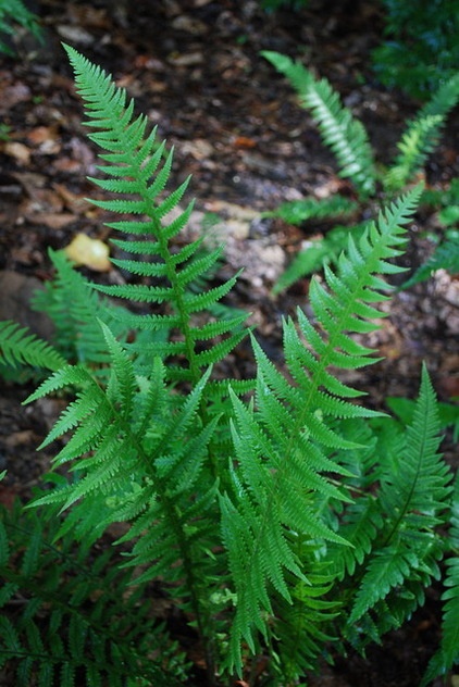 Great Design Plant: Phegopteris Decursive-Pinnata