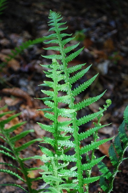 Great Design Plant: Phegopteris Decursive-Pinnata