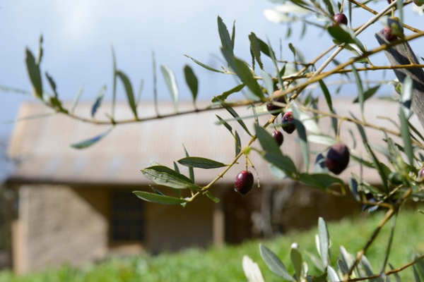 Yes, You Can Grow an Edible Garden on a Hot, Dry Site