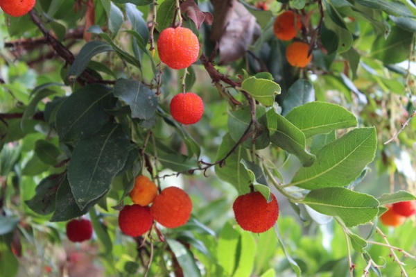 Eclectic Landscape Great Design Plant: Arbutus 'Marina'