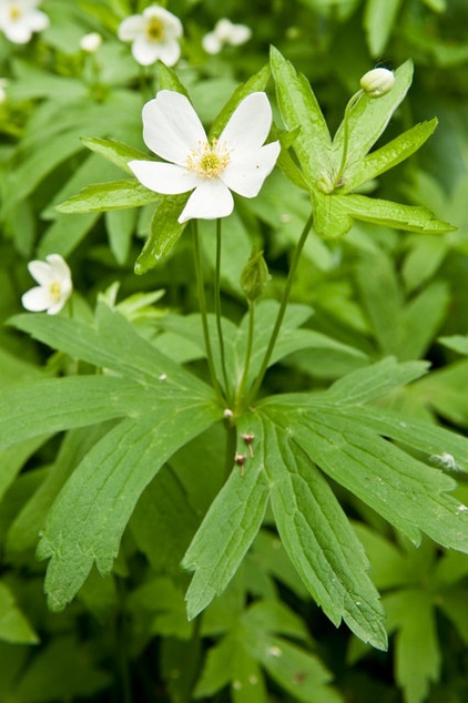 Great Design Plant: Anemone Canadensis Adds Pizzazz to Water’s Edges