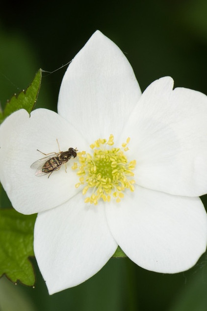 Great Design Plant: Anemone Canadensis Adds Pizzazz to Water’s Edges