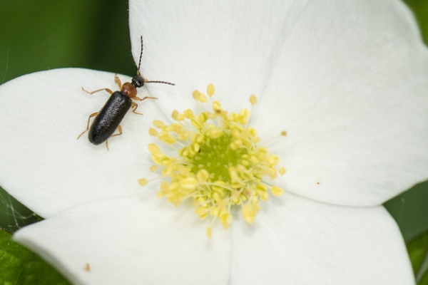 Great Design Plant: Anemone Canadensis Adds Pizzazz to Water’s Edges