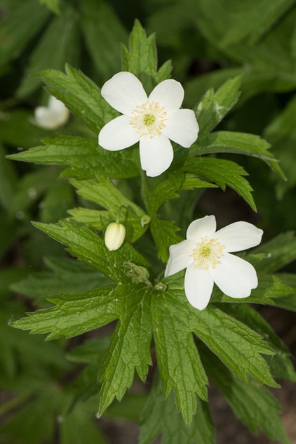 Great Design Plant: Anemone Canadensis Adds Pizzazz to Water’s Edges