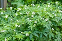 Great Design Plant: Anemone Canadensis Adds Pizzazz to Water’s Edges