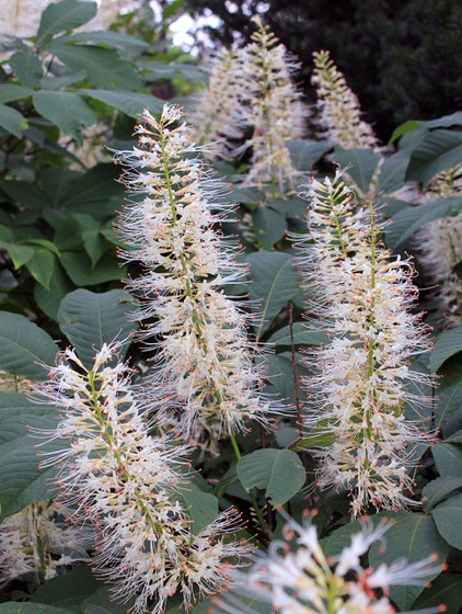 Great Design Plant: Aesculus Parviflora