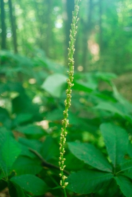 Great Design Plant: Aesculus Parviflora