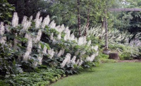 Great Design Plant: Aesculus Parviflora