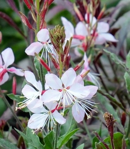 Great Design Plant: Gaura Lindheimeri