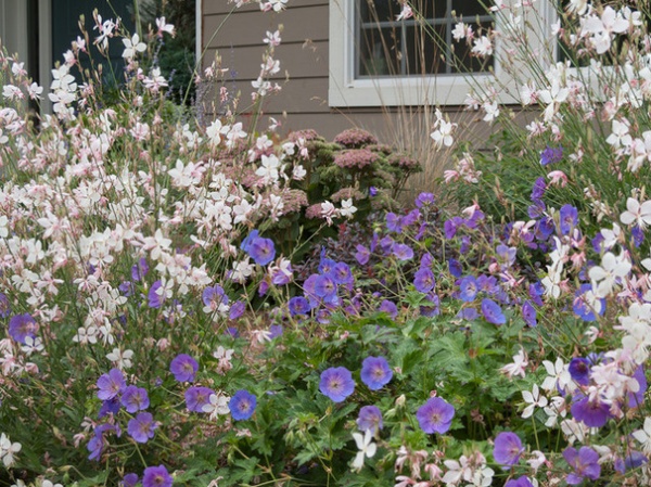 Great Design Plant: Gaura Lindheimeri