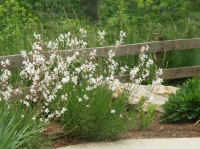 Great Design Plant: Gaura Lindheimeri