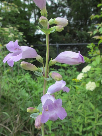 Great Design Plant: Penstemon Grandiflorus