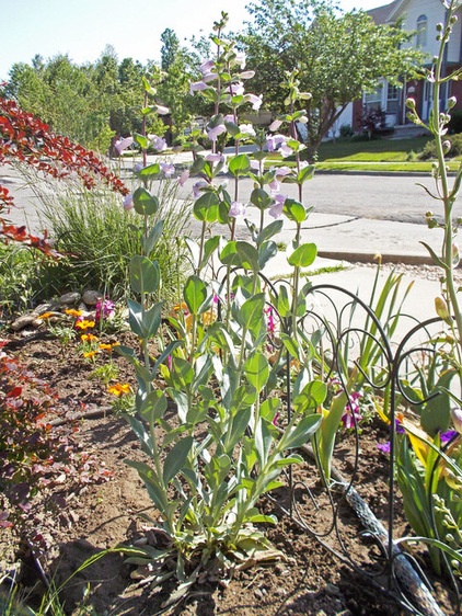 Landscape Large beardtongue / Penstemon grandiflorus