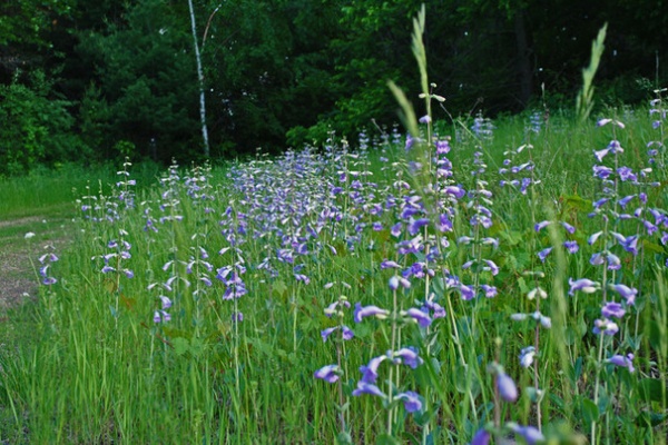 Landscape Large-Flowered Beard-Tongue (Penstemon grandiflorus)