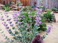 Great Design Plant: Penstemon Grandiflorus