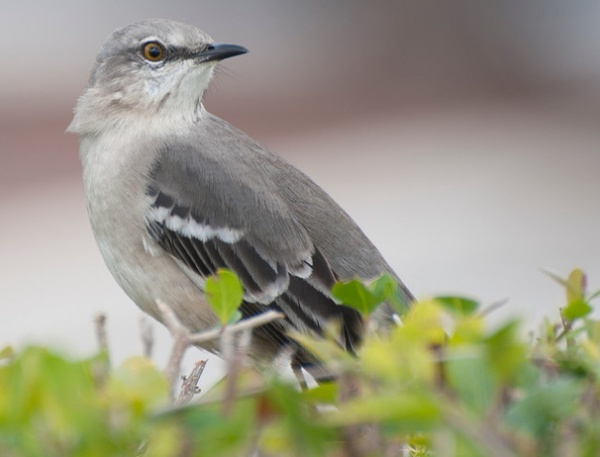 Northern Mockingbird