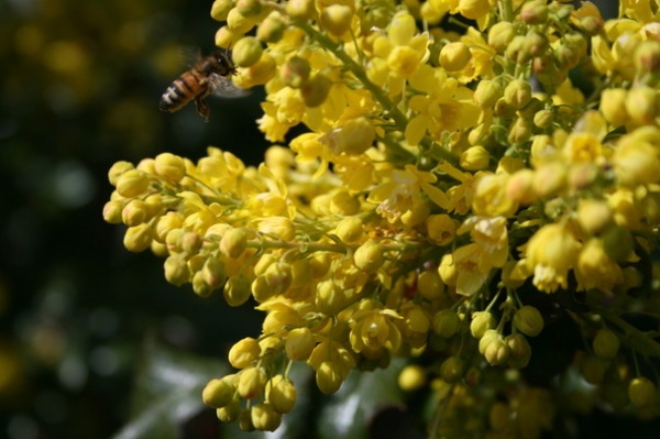 Great Design Plant: Mahonia Aquifolium for Birds