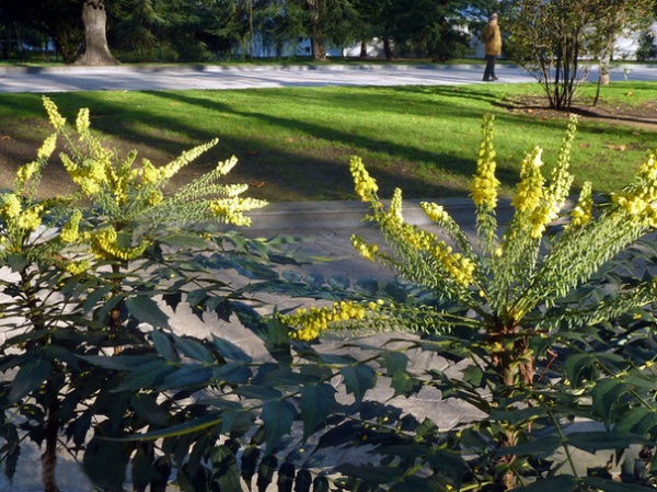 Landscape Mahonia Aquifolium