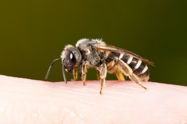 Welcome Sweat Bees to Your Garden Throughout the Growing Season