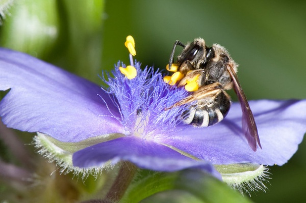 Welcome Sweat Bees to Your Garden Throughout the Growing Season