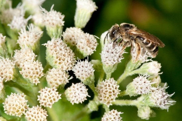 Welcome Sweat Bees to Your Garden Throughout the Growing Season