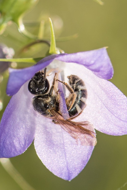 Welcome Sweat Bees to Your Garden Throughout the Growing Season