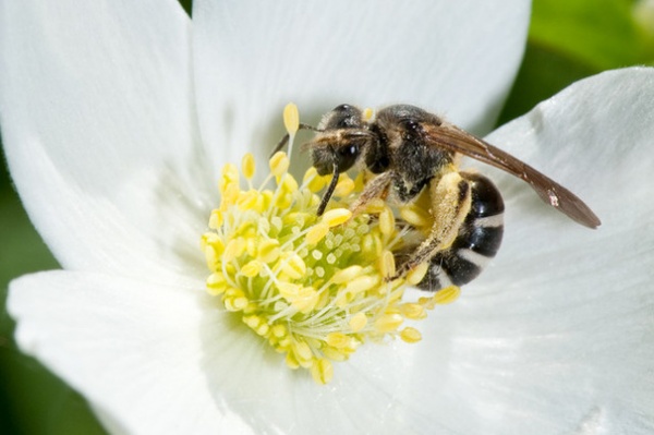 Welcome Sweat Bees to Your Garden Throughout the Growing Season