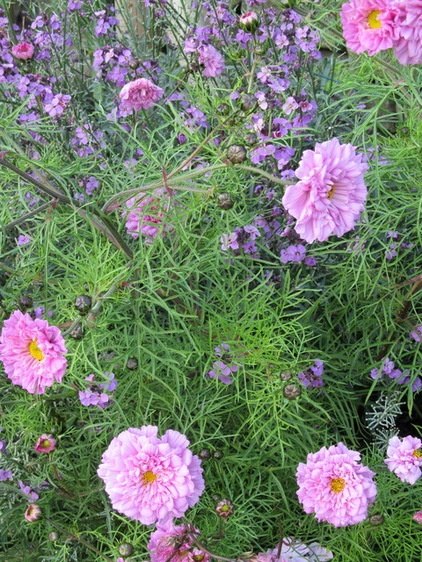 Traditional Landscape by Sue Hayward Garden Design