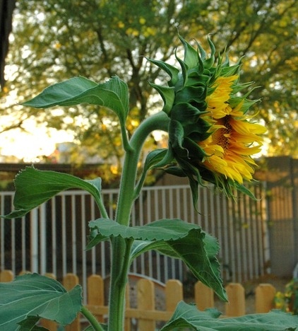 Enjoy Your Summer Garden — Here's What to Do in July