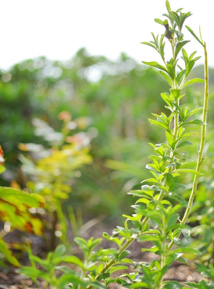 Take Refuge in an Iced Tea Garden