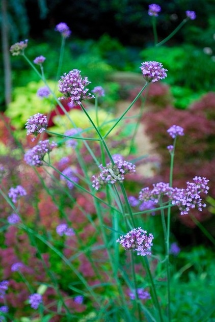 Eclectic Landscape by Jay Sifford Garden Design