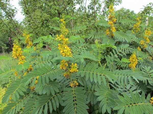 10 Native Wildflowers With Unique Foliage