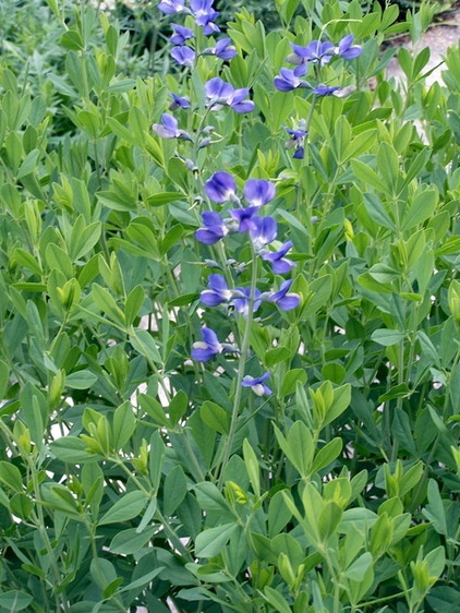 Traditional Landscape Baptisia australis