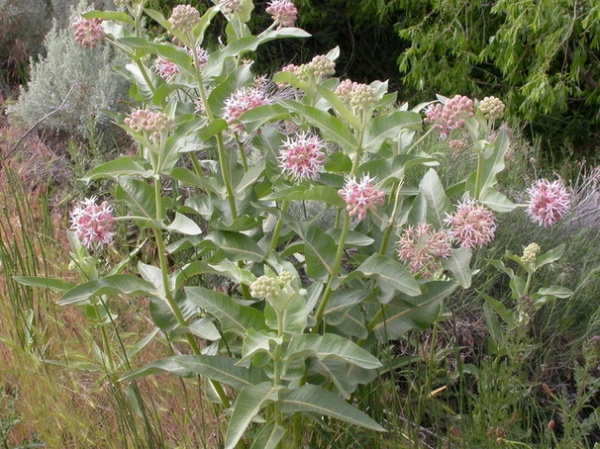 Landscape Asclepias Speciosa