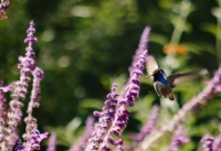 Create a Container Wildlife Habitat for Hummingbirds and Butterflies