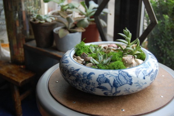 Quick DIY Project: 3 Ways to Show Off Your Succulents