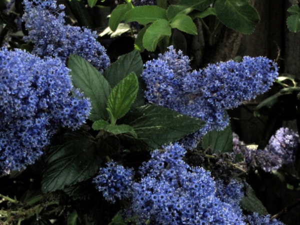 Ceanothus "California Lilac"