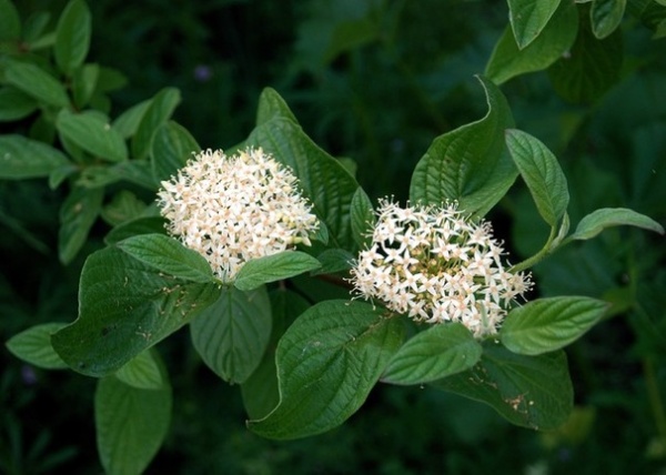 10 Top Native Plants for Northern California Gardens