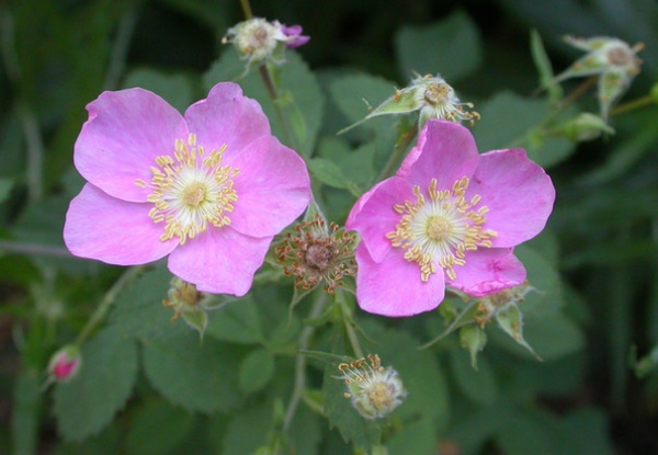 Landscape Rosa Californica