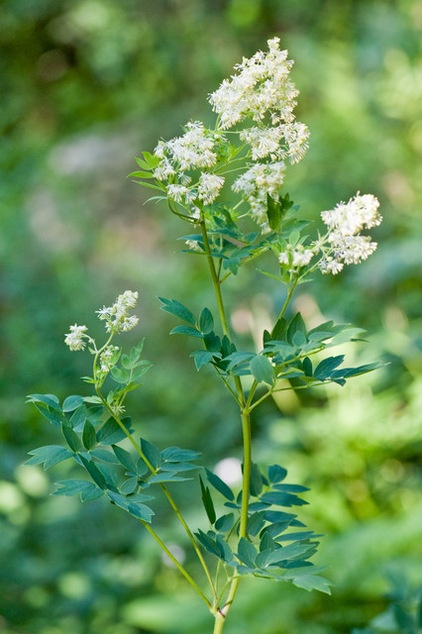 Great Design Plant: Thalictrum Dasycarpum Dresses Up Shorelines