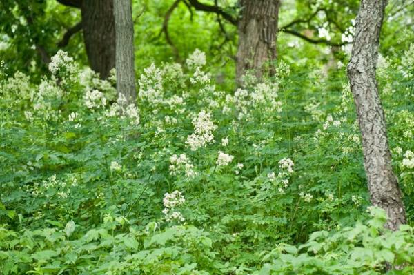 Great Design Plant: Thalictrum Dasycarpum Dresses Up Shorelines