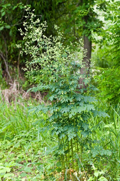 Great Design Plant: Thalictrum Dasycarpum Dresses Up Shorelines